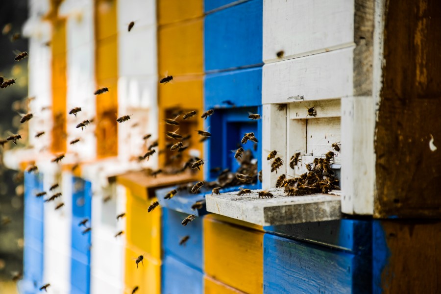 Pčele i zakonske regulative